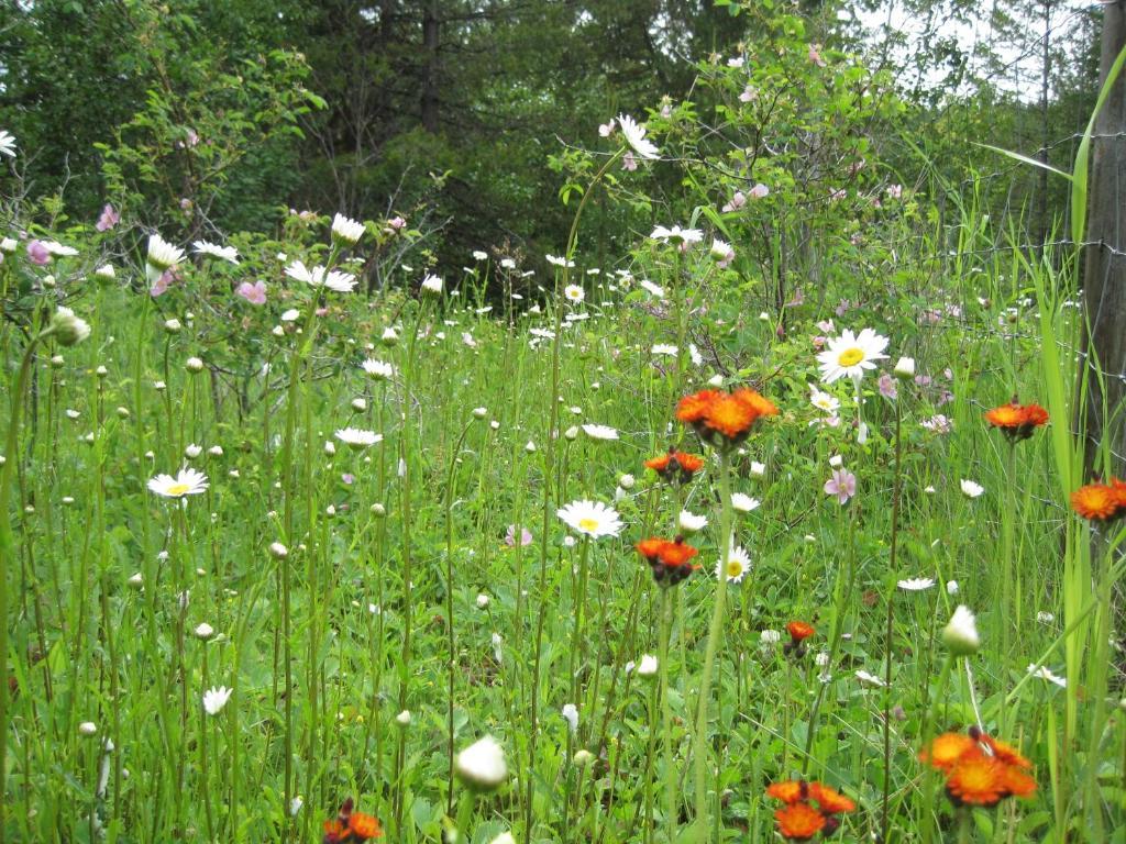 Wild Nature B&B Kelowna Eksteriør bilde