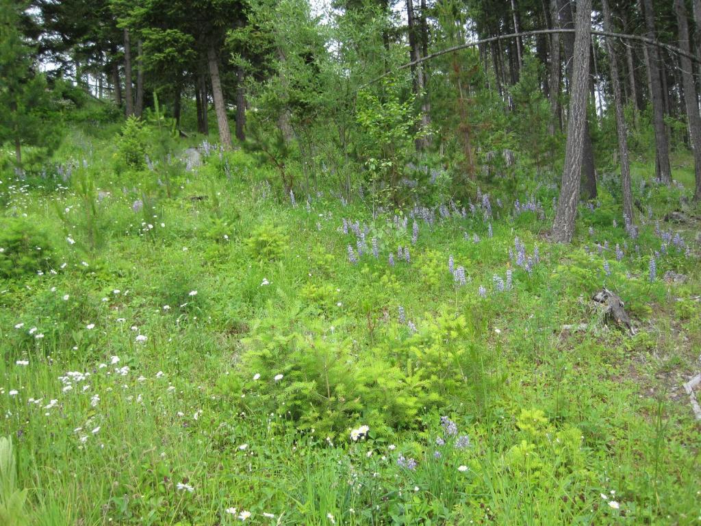 Wild Nature B&B Kelowna Eksteriør bilde