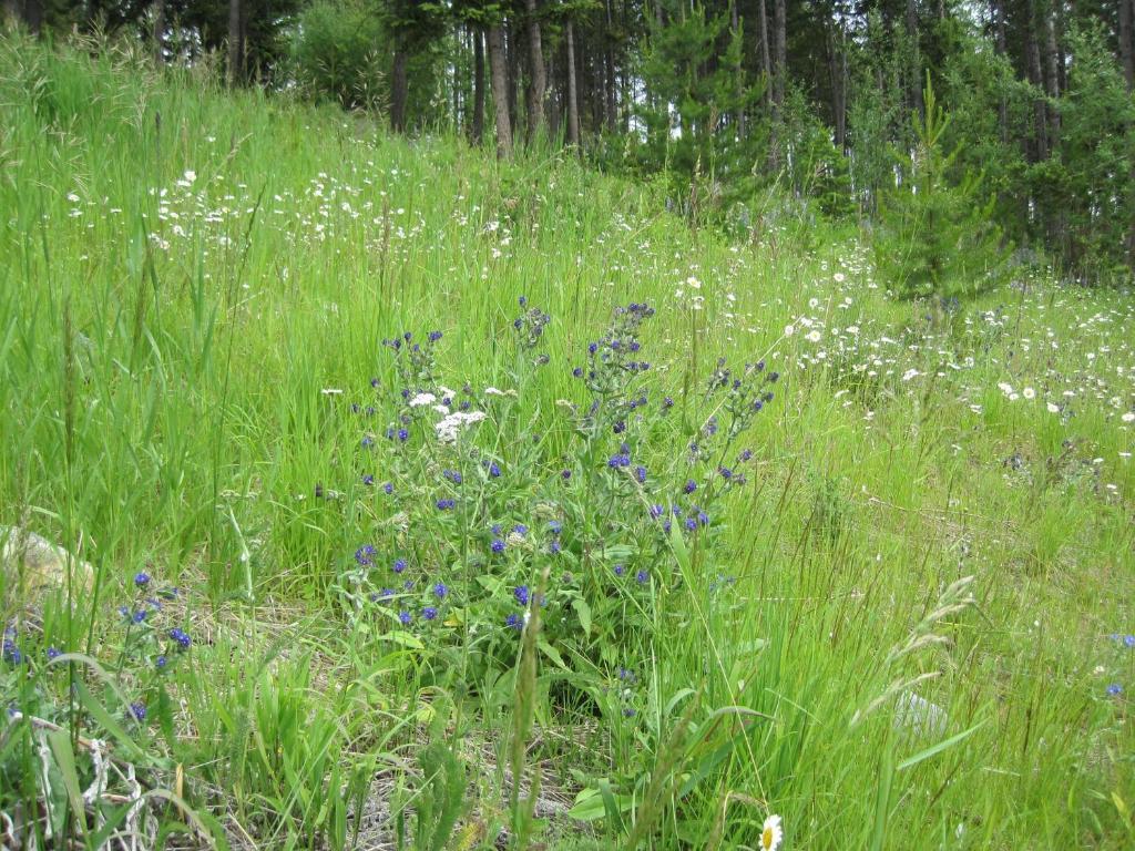 Wild Nature B&B Kelowna Eksteriør bilde